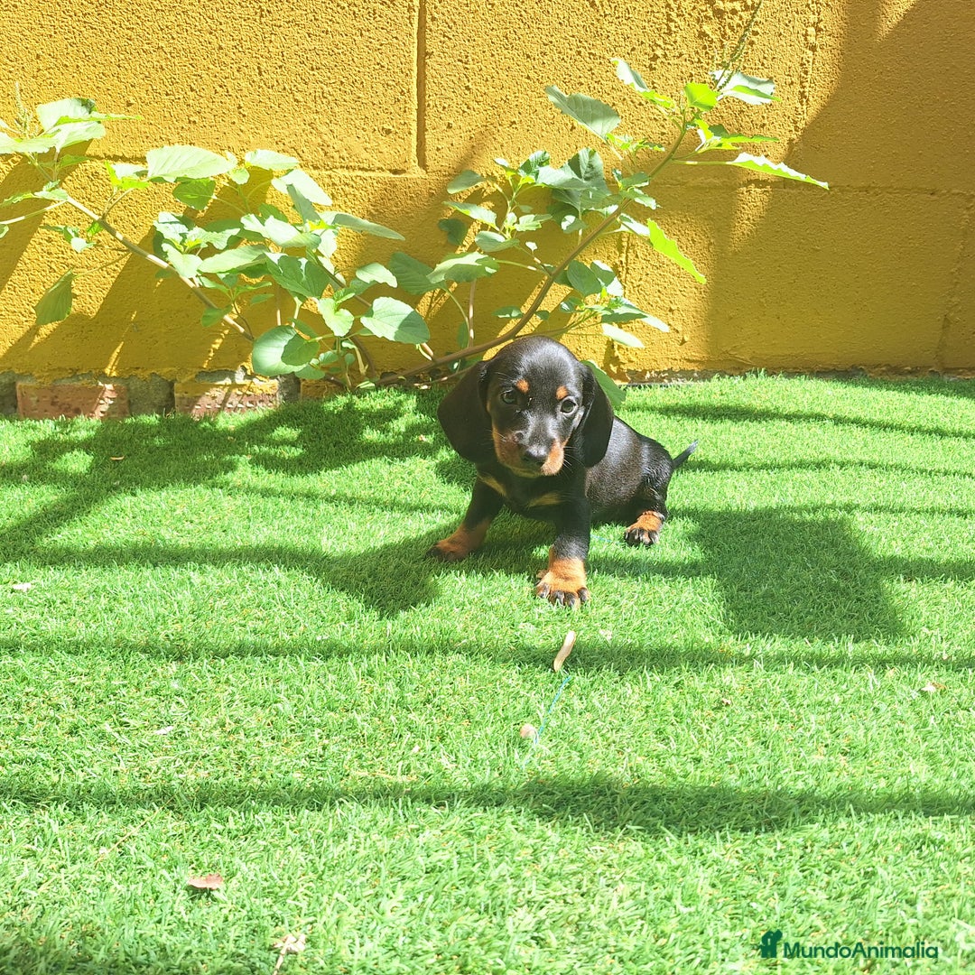 Teckel Miniatura perros en venta: TECKEL MINIATURA  - Imagen 1