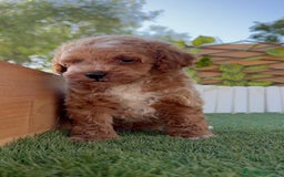 Caniche Toy perros en venta: CANICHE TOY MACHO - Imagen 3