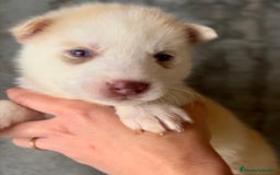 Husky Siberiano perros en venta: Husky de ojos azules  en Barcelona - Imagen 7