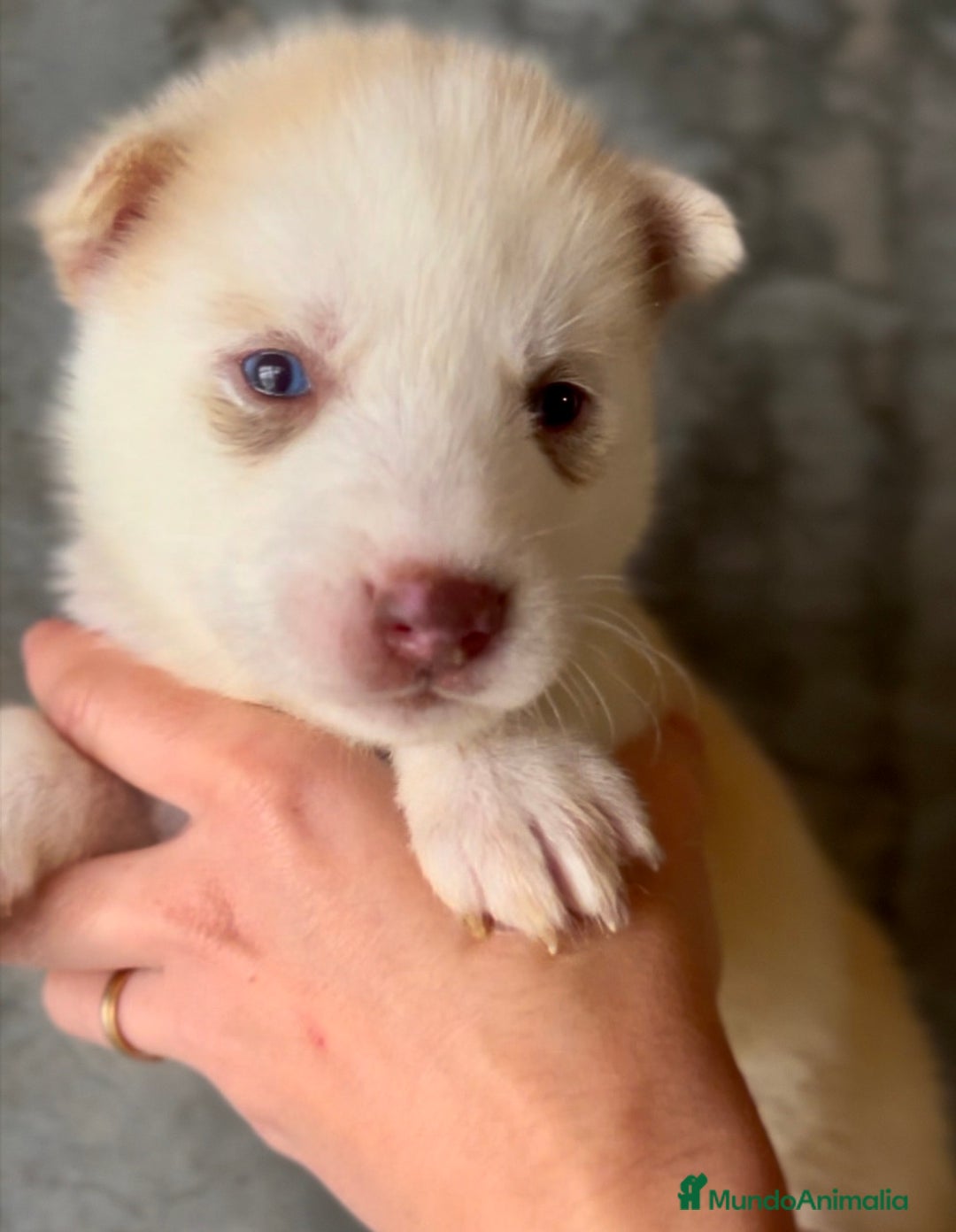Husky Siberiano perros en venta: Husky de ojos azules  en Barcelona - Imagen 7