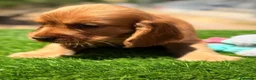 Cocker Spaniel Inglés perros en venta: COCKER SPANIEL INGLÉS CALIDAD - Anuncio 3