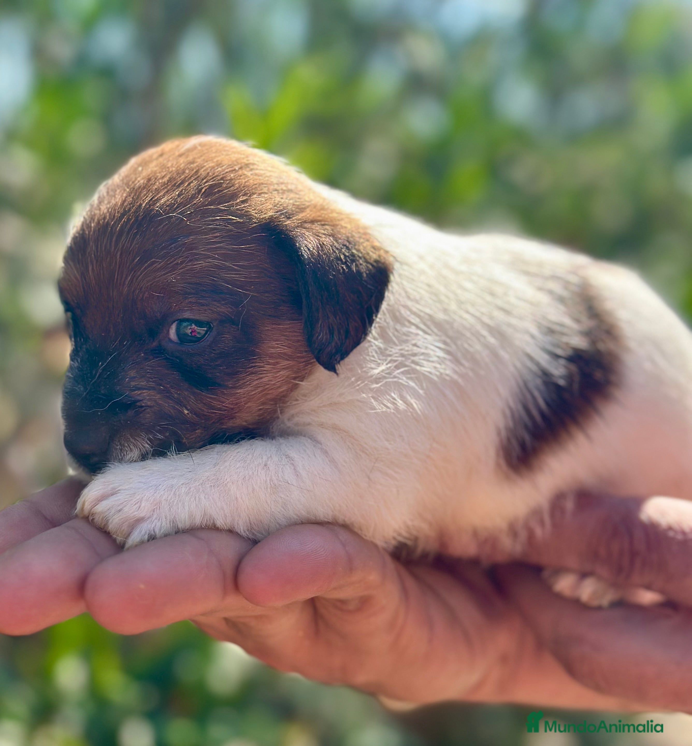 Jack Russell Terrier perros EXCEPCIONAL JACK RUSSEL BROKEM - Anuncio 2