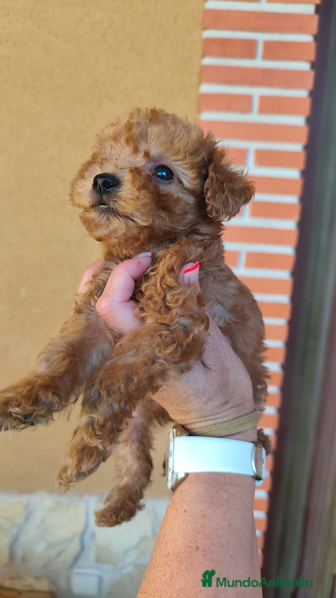 Caniche Toy perros en venta: Cachorro camada caniche rojo toy - Imagen 3