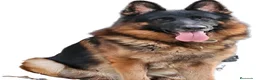 Pastor Alemán perros en venta: Espectaculares cachorros pastor alemán  - Anuncio 1