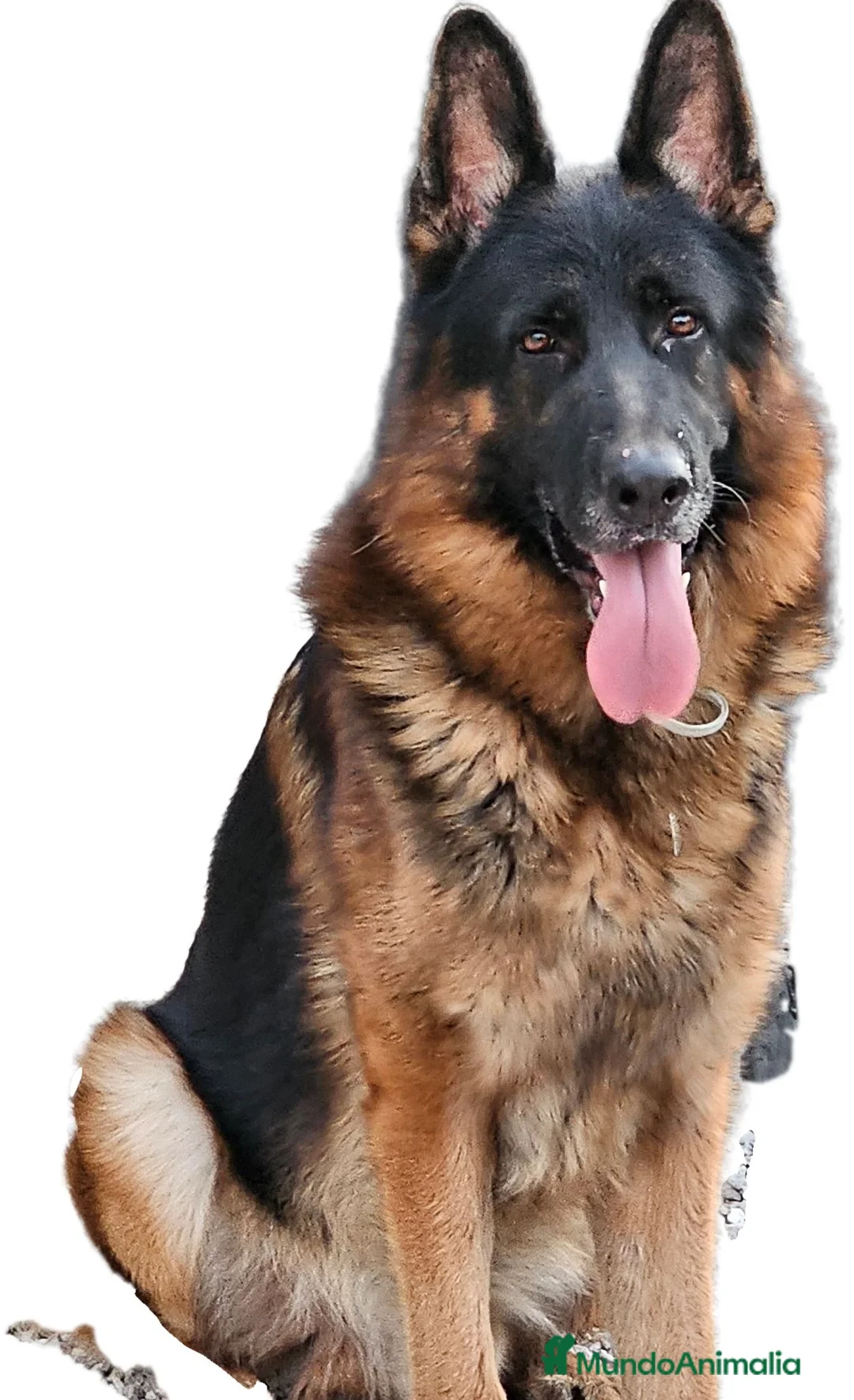 Pastor Alemán perros en venta: Espectaculares cachorros pastor alemán  - Anuncio 1