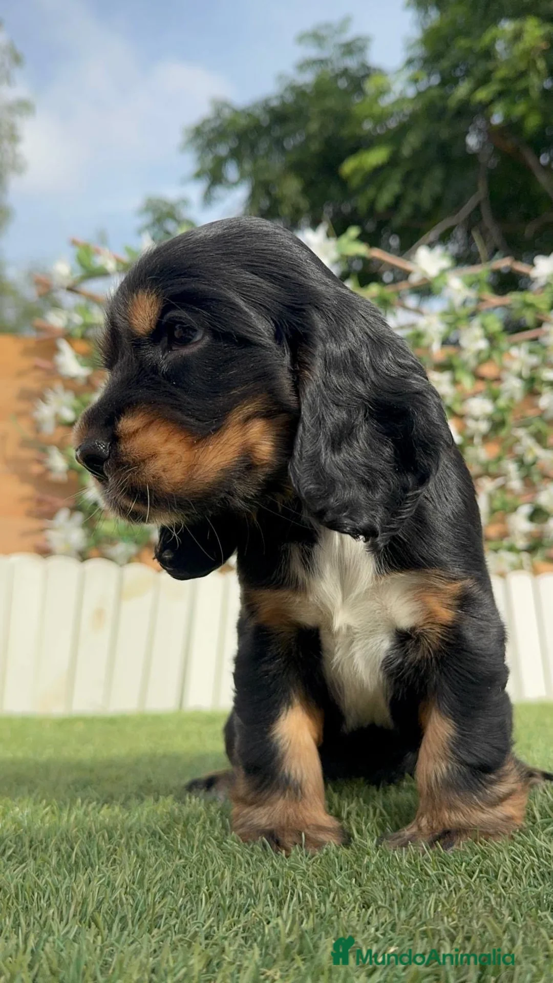Cocker Spaniel Inglés perros en venta: COCKER SPANIEL INGLÉS  - Anuncio 2