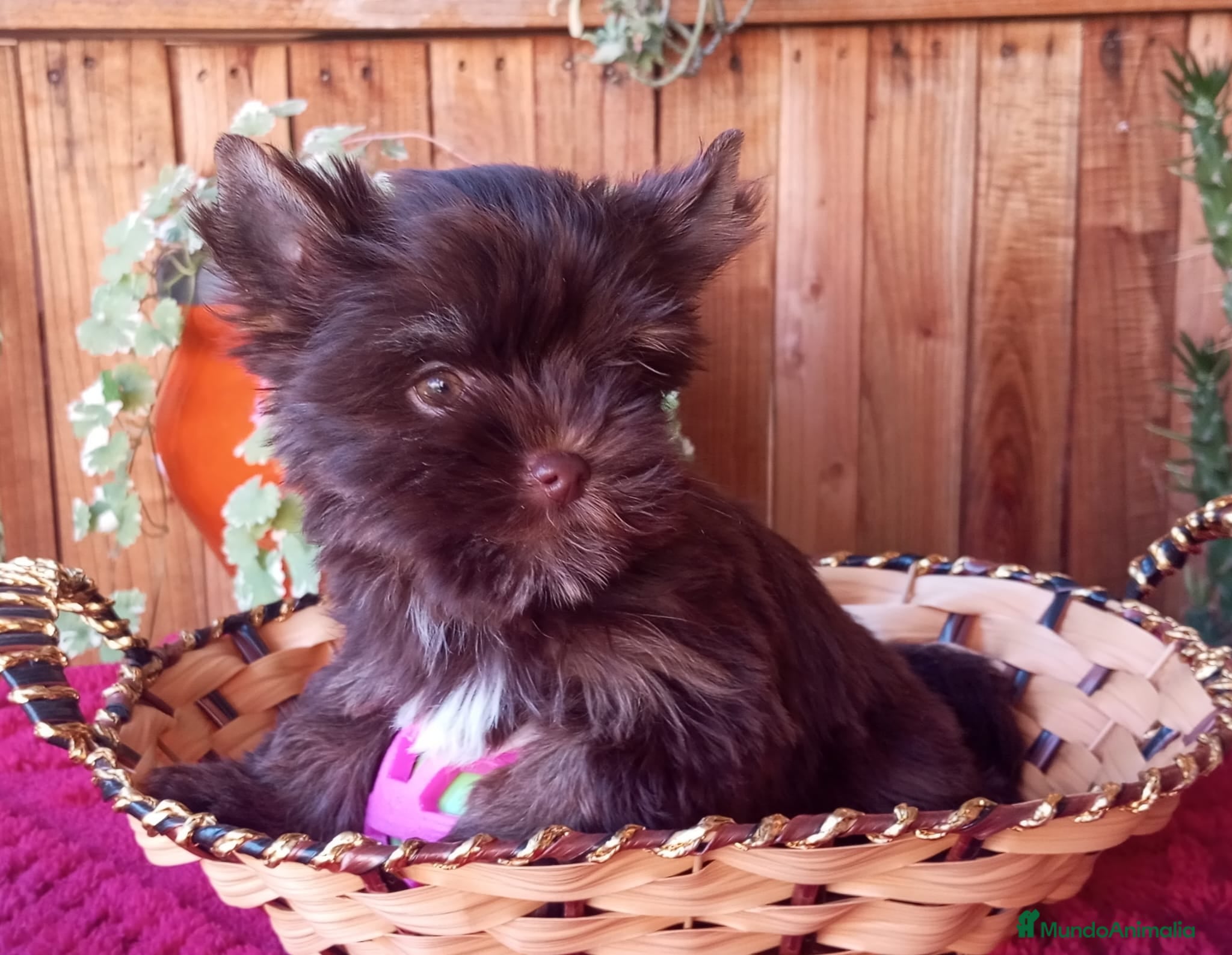 Biewer Yorkshire Terrier a la Pom Pon perros Cachorros Yorkshire color exóticos choco miniatura - Anuncio 4