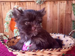 Biewer Yorkshire Terrier a la Pom Pon perros Cachorros Yorkshire color exóticos choco miniatura - Anuncio 4