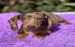 Teckel Miniatura perros en venta: TECKEL MINIATURA DISPONIBLES - Imagen 2