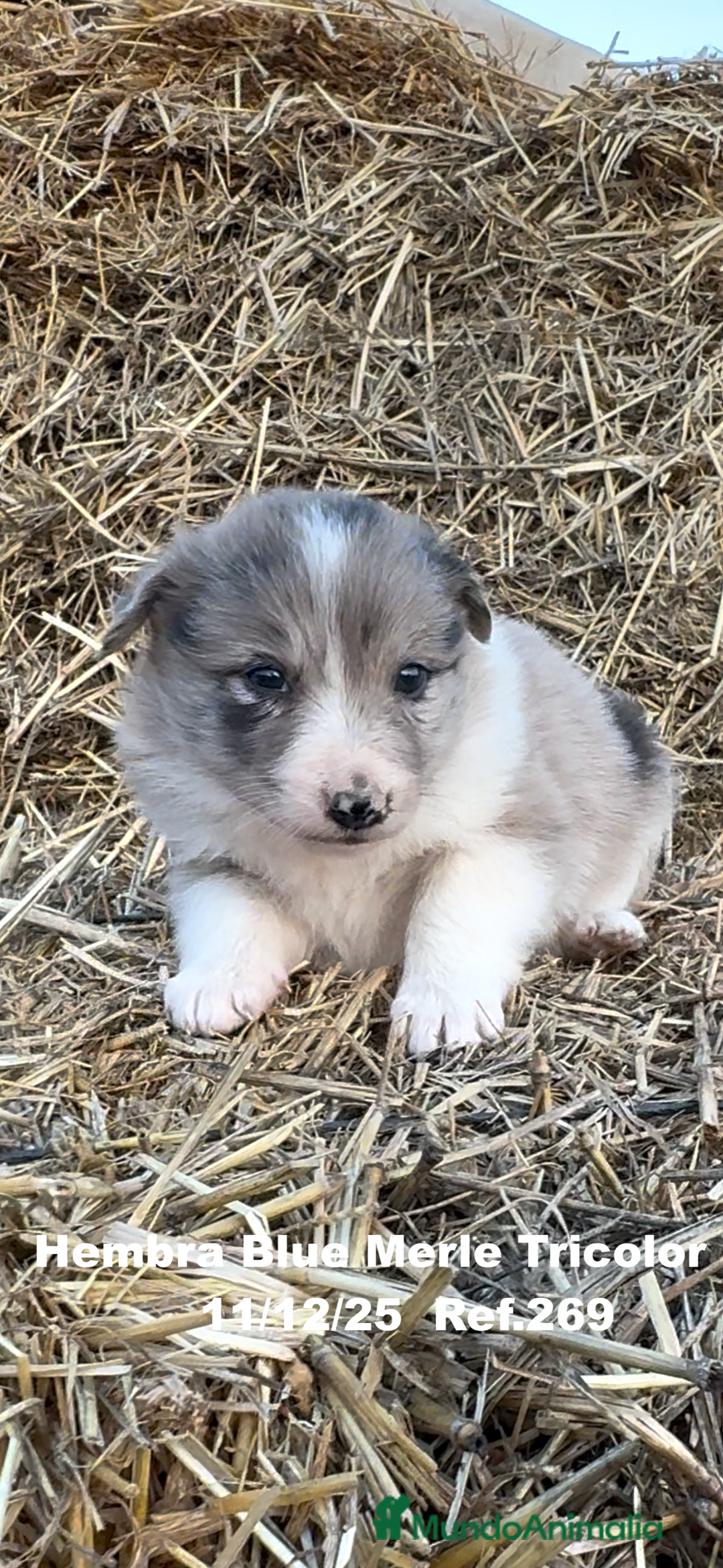 Border Collie perros en venta: Border Collie - Anuncio 3