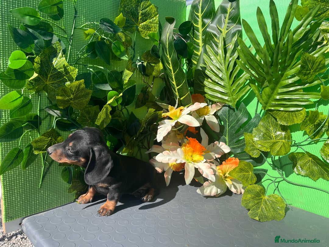 Teckel Miniatura perros en venta: Cachorro de teckel - Imagen 2