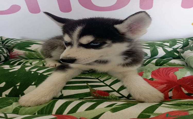 Husky Siberiano perros - Anuncio 6