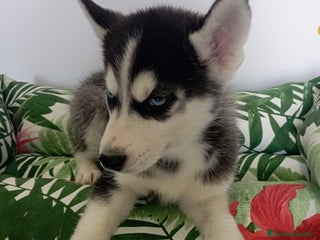 Husky Siberiano perros - Anuncio 13