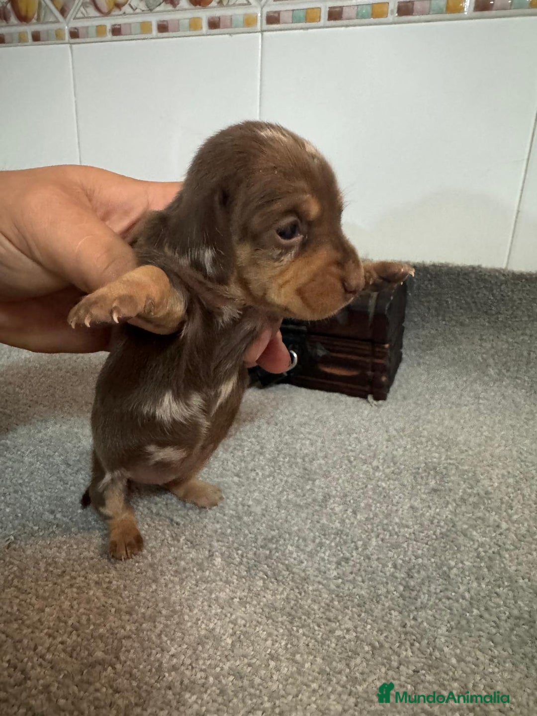 Teckel Miniatura perros en venta: Teckel Hembra kanichen - Anuncio 3