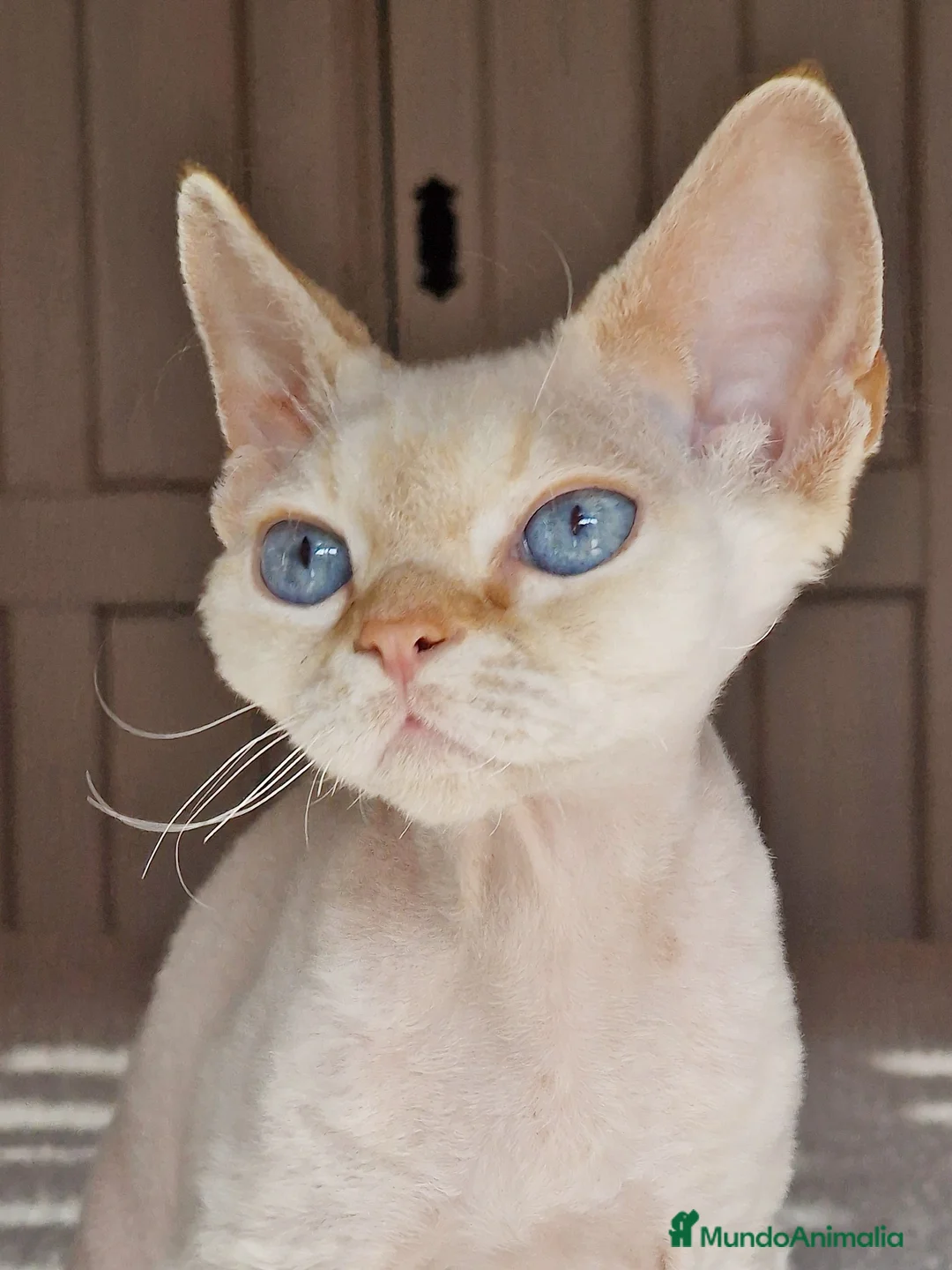 Imagen de galería {{count}}