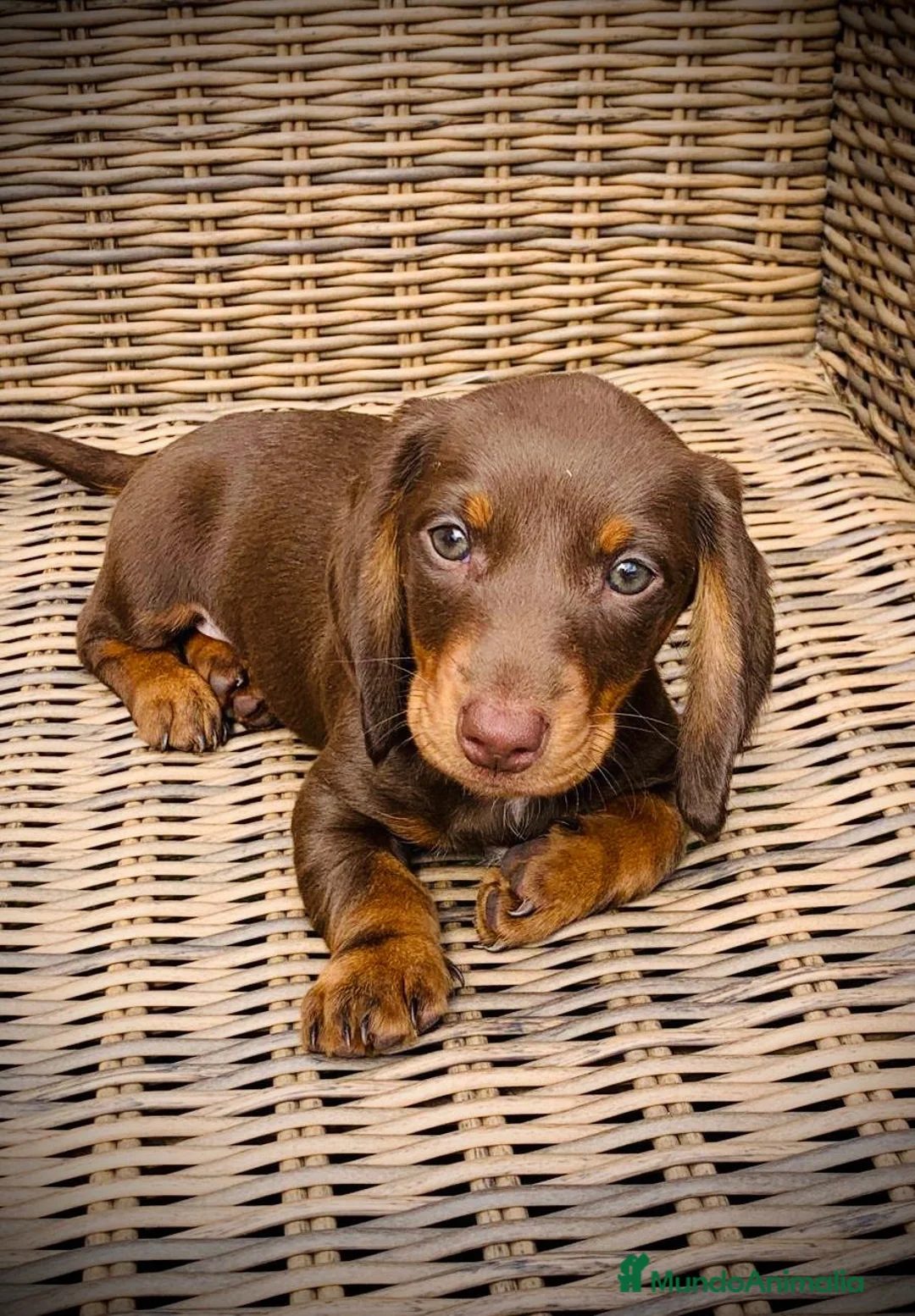 Teckel Miniatura perros en venta: Teckel miniatura  en Illes Balears - Anuncio 2