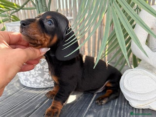 Teckel Miniatura perros Teckel miniatura - Anuncio 1