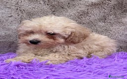 Caniche Toy perros en venta: Caniche apricot - Imagen 3