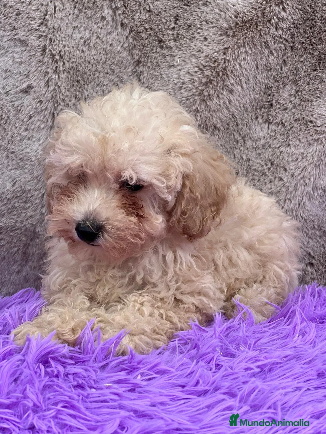 Caniche Toy perros en venta: Caniche apricot - Anuncio 3