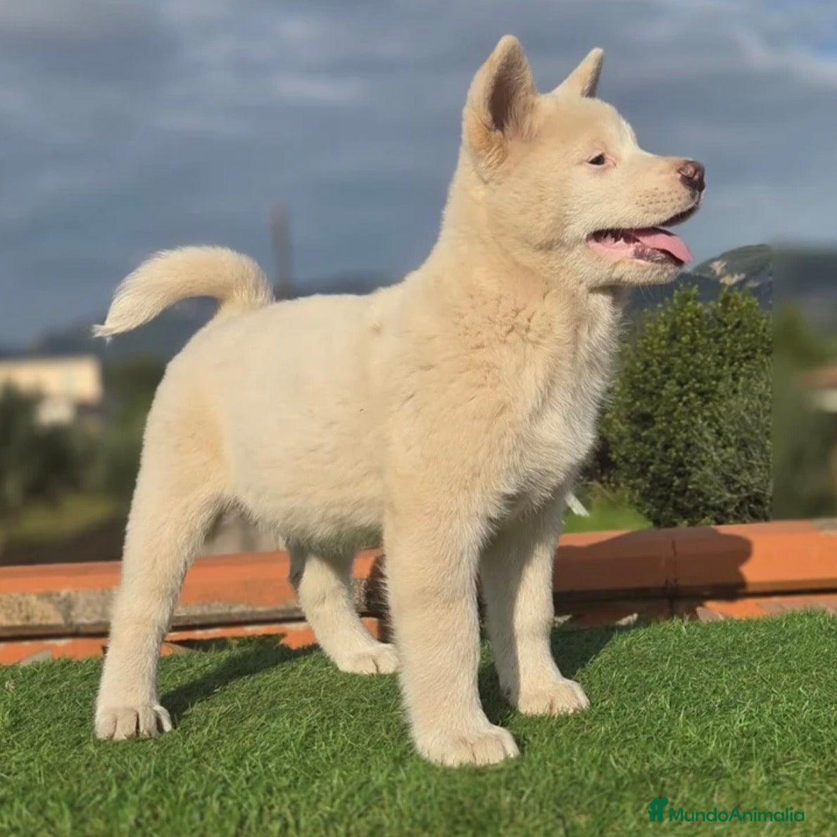 Akita Inu perros Akita  - Anuncio 1