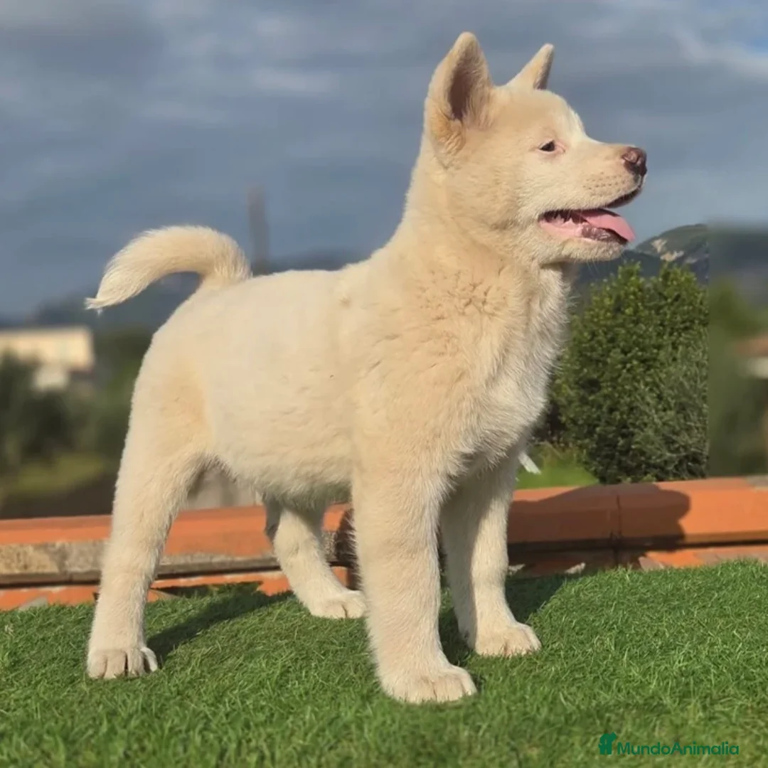 Akita Inu perros en venta: Akita  - Anuncio 1