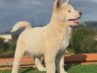 Akita Inu perros Akita - Anuncio 1