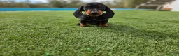 Teckel Miniatura perros en venta: TECKEL KANNINCHEN & MINIATURA  - Anuncio 3