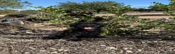 Caniche Enano perros en venta: DOS CANICHES - DISPONIBLES - Anuncio 2