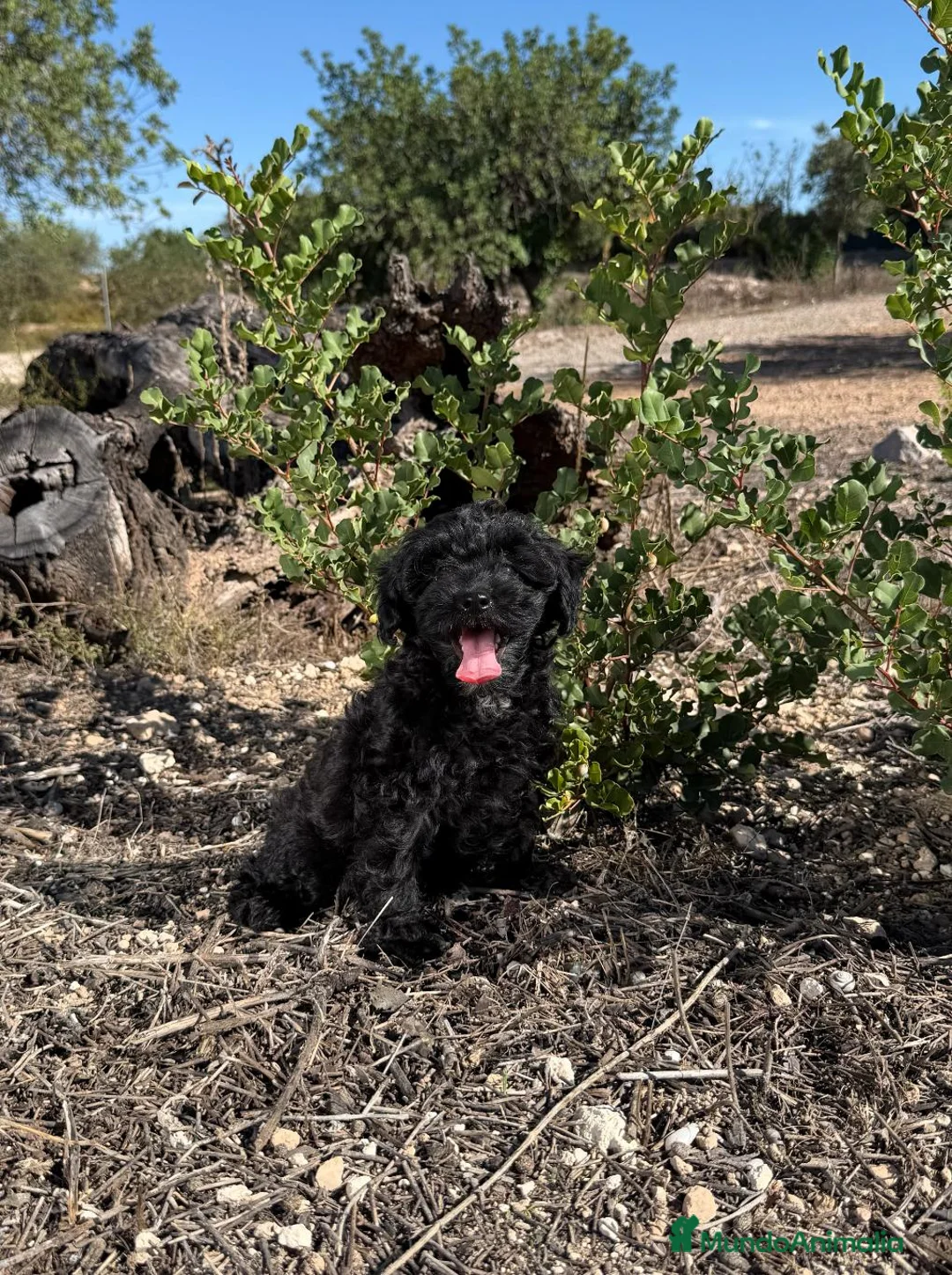 Caniche Enano perros en venta: DOS CANICHES - DISPONIBLES - Anuncio 2