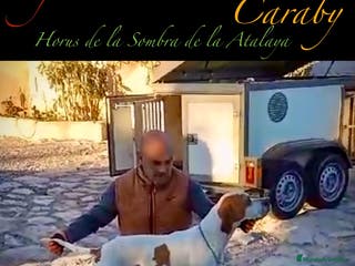 Pointer perros Pointer inglés CARABY en Alicante - Anuncio 2