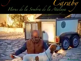 Pointer perros Pointer inglés CARABY en Alicante - Anuncio 2