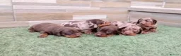 Teckel Miniatura perros en venta: Teckel kaninchen  - Anuncio 5