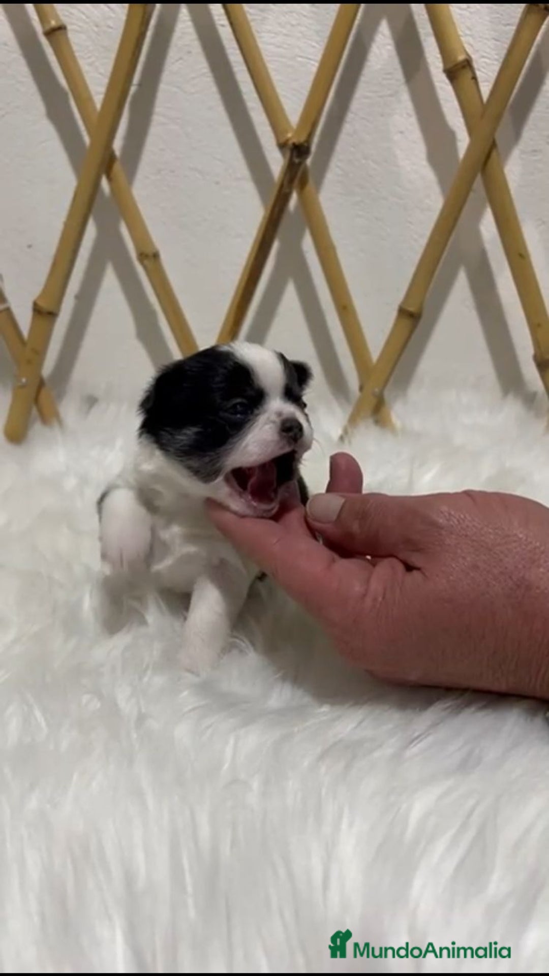 Chihuahua perros en venta: CHIHUAHUA MINI TOY PELO LARGO - Anuncio 2