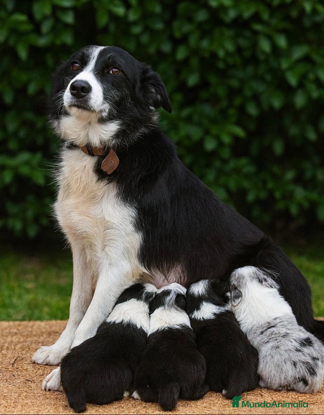 Border Collie perros BORDER COLLIE BICOLOR MACHO - Anuncio 7