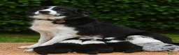 Border Collie perros en venta: BORDER COLLIE BICOLOR MACHO - Anuncio 1