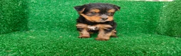 Yorkshire Terrier perros en venta: Yorkshire terrier - Anuncio 8