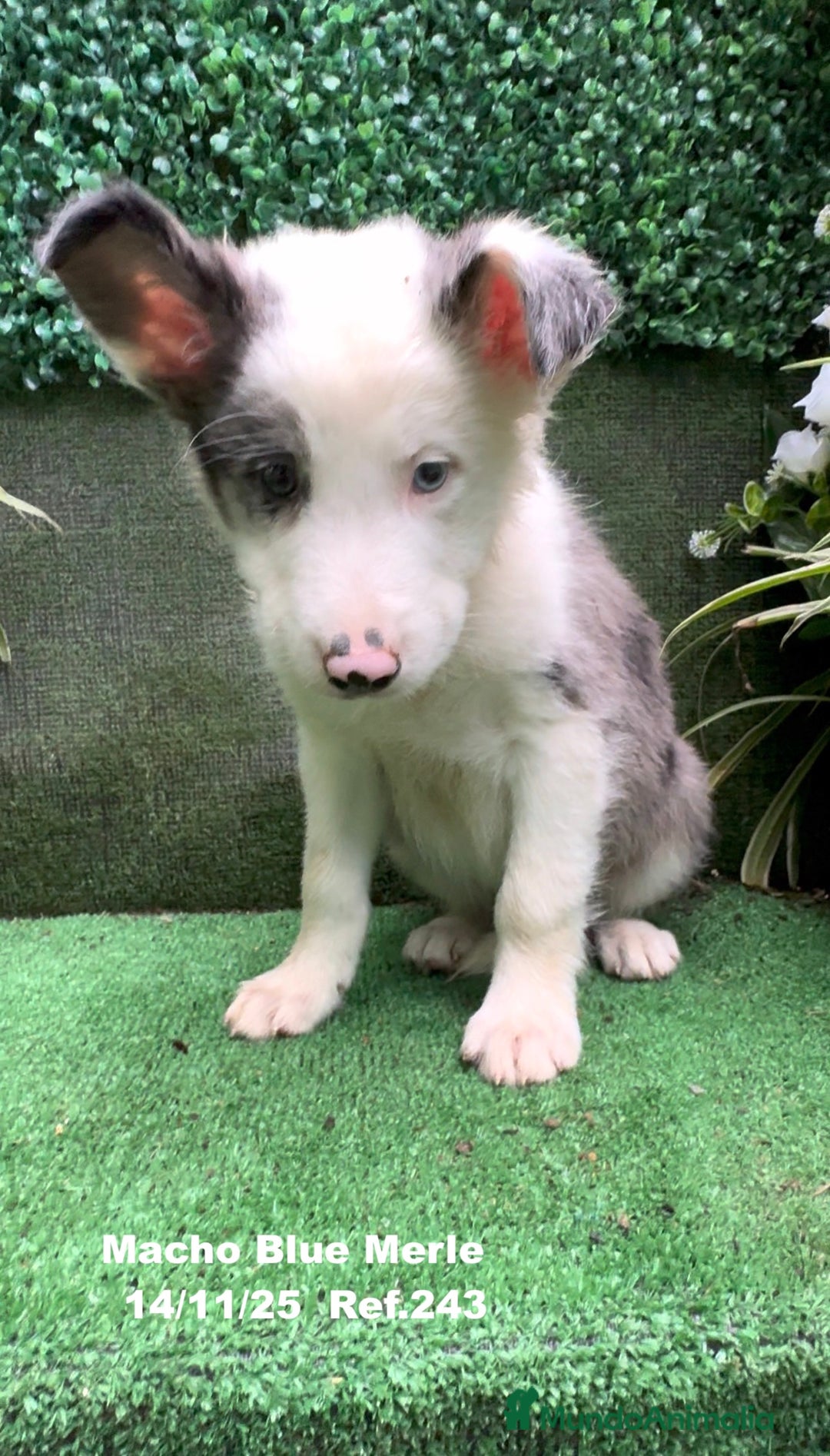Border Collie perros en venta: Border Collie De Villa Biznaga - Anuncio 23