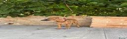 Whippet perros en venta: Preciosos whippet - Anuncio 5