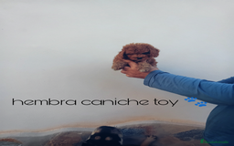 Caniche Toy perros en venta: ‼️‼️CANICHE HEMBRA TOY ROJA 50% ASIÁTICA  - Imagen 3