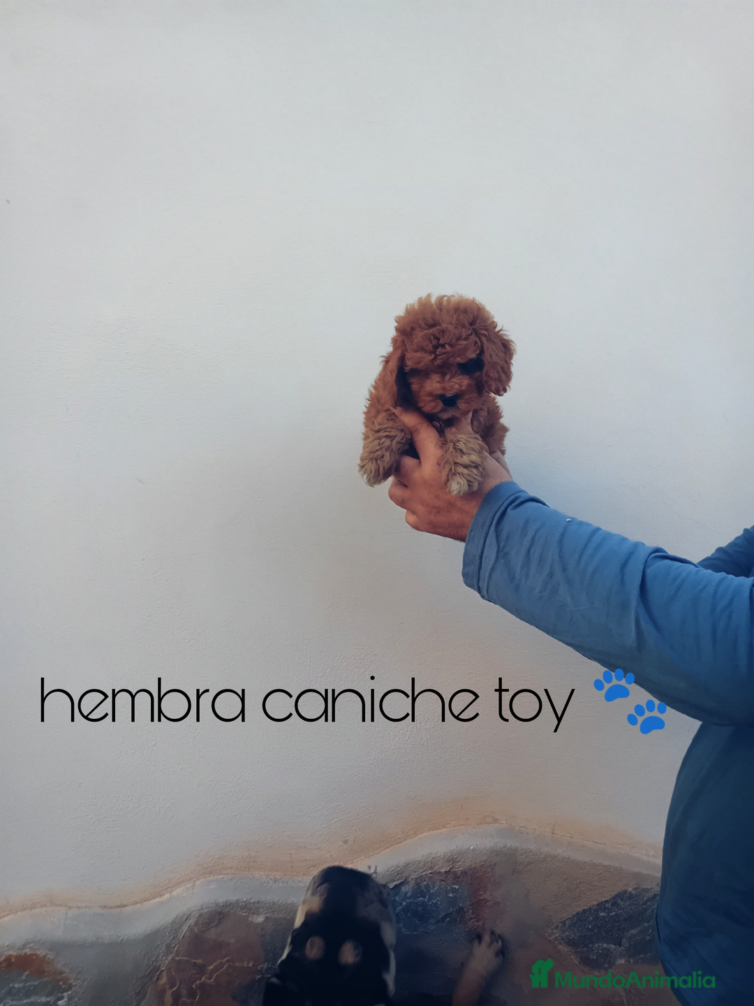 Caniche Toy perros en venta: ‼️‼️CANICHE HEMBRA TOY ROJA 50% ASIÁTICA  - Imagen 3