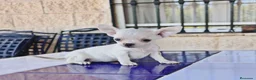 Chihuahua perros en venta: Chihuahua Hembra - Anuncio 1