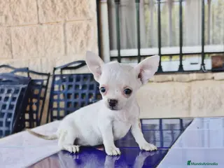 Chihuahua perros Chihuahua Hembra - Anuncio 1