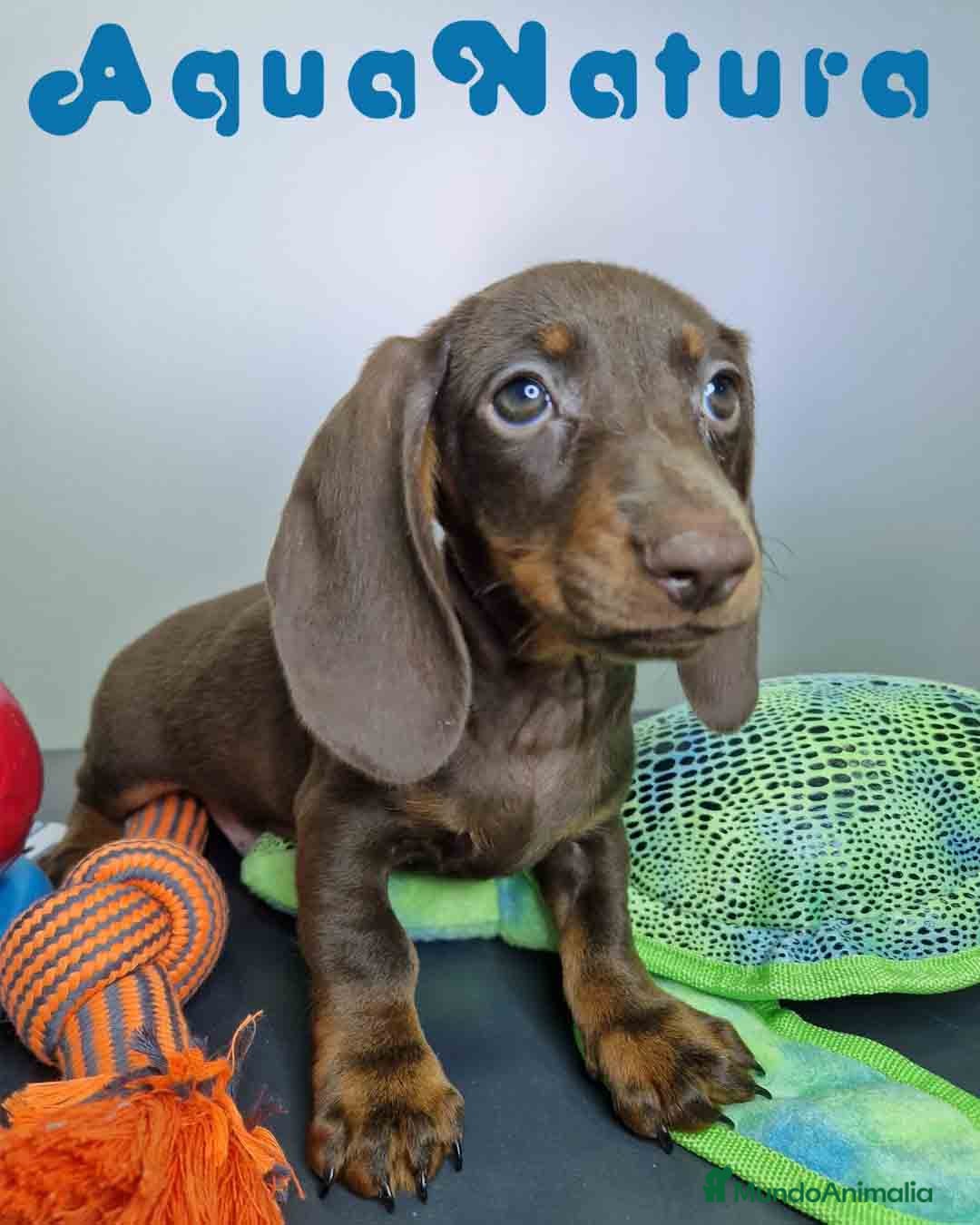 Teckel Miniatura perros en venta: Teckel Macho DCD 1574 AQUANATURA - Imagen 7