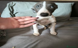 Whippet perros en venta: Whippet Macho - Imagen 6