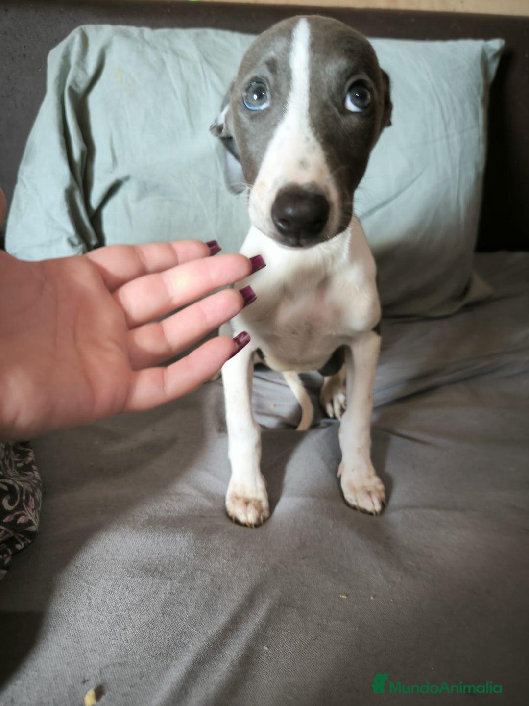 Whippet perros en venta: Whippet Macho - Imagen 6