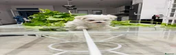 Bichón Maltés perros en venta: Bichon maltes macho de calidad - Anuncio 3