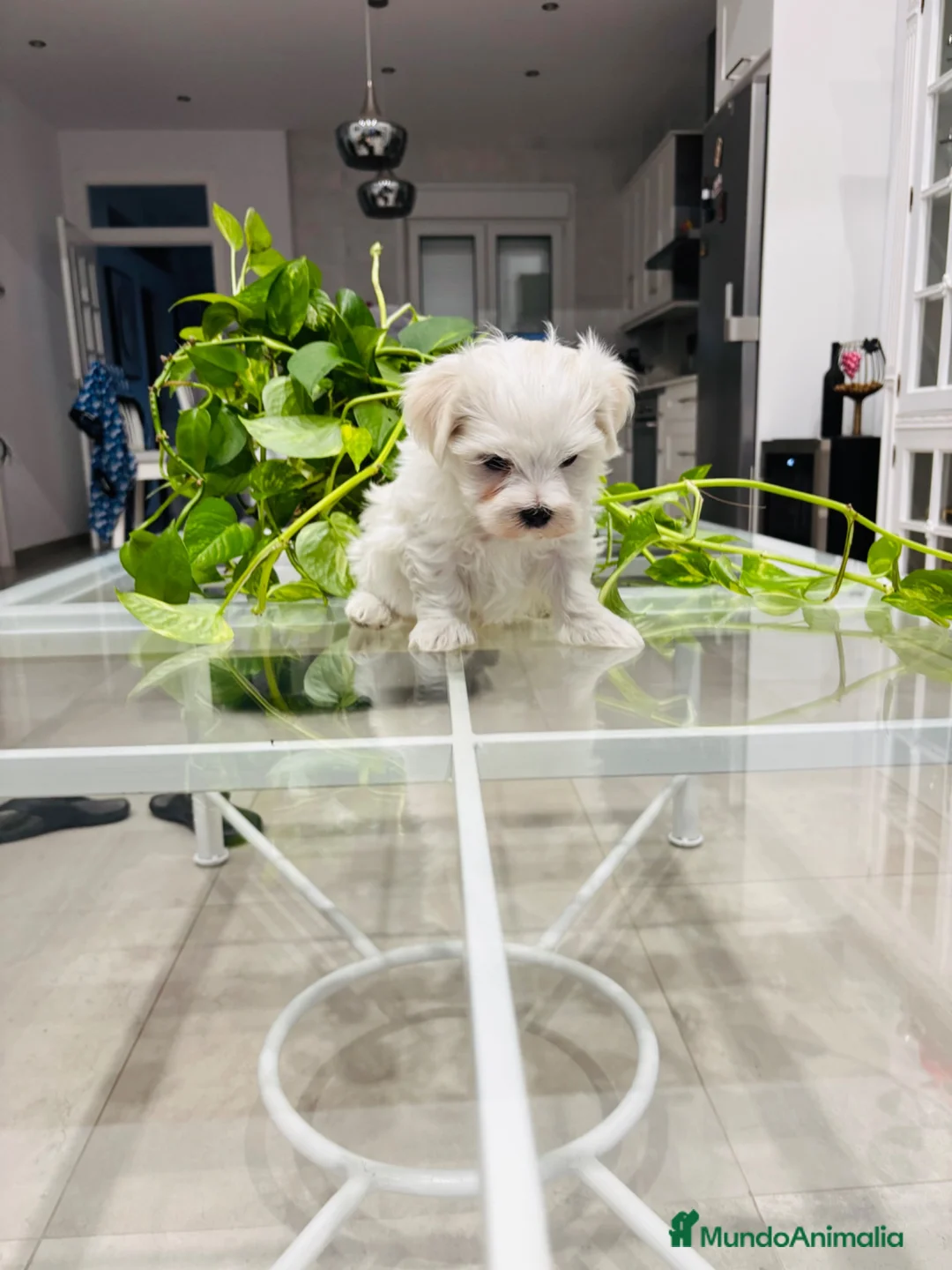 Bichón Maltés perros en venta: Bichon maltes macho de calidad - Anuncio 3