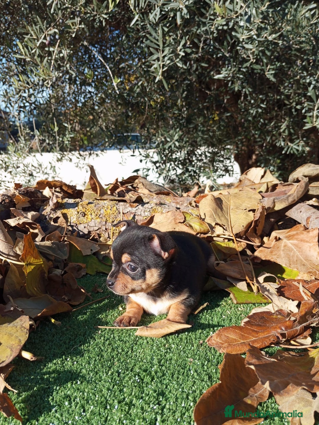 Chihuahua perros en venta: CHIHUAHUAS toy cabeza de manzana - Anuncio 12