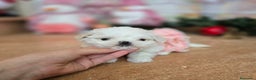 Bichón Maltés perros en venta: Bichón Maltés Cachorros Coreanos mini toy - Anuncio 6