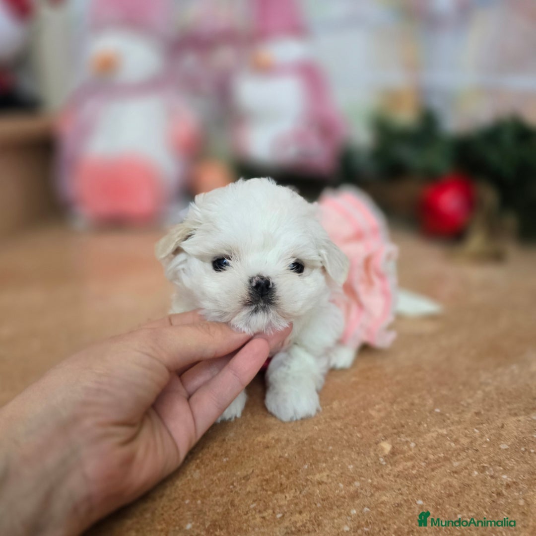 Bichón Maltés perros en venta: Bichón Maltés Cachorros Coreanos mini toy - Anuncio 6